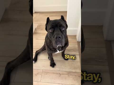 BRO WOKE UP ON THE WRONG SIDE OF BED TODAY… 💀🤦‍♂️ #canecorso #trending #funny #shorts