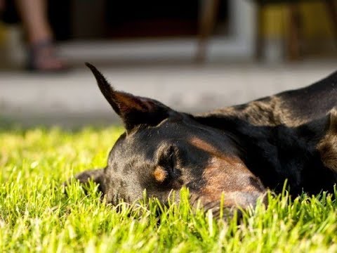 Video: Was sind die Anzeichen und Symptome einer Schilddrüsenunterfunktion bei Hunden?