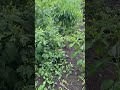 Kampuni Ya BlueBeam Imewezesha Zao Hili Wakulima Wanafurahia Kwa Sasa Mkulima Wa Vugwe Huyu 