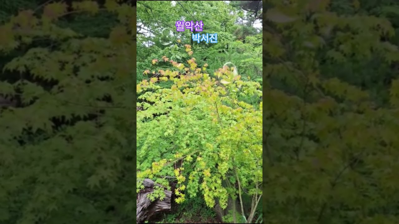 ✨월악산 #박서진 #금정산국립공원,산책 #Shorts