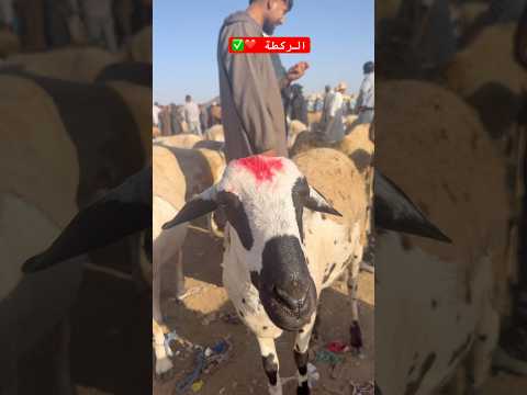الركطة معشوقة الكسابة حولي العيد حولي صردي  اكسبلور 