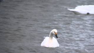Bewicks Swan