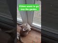 #cats #kittens #cute #kitten