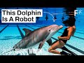 How robots could end animal captivity in zoos and  marine parks | Just Might Work