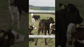 Cows In The Dublin Mountains. Full Video In Description