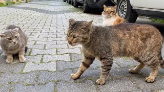 Funny Cats living on the street. These Cats fight by making funny sounds. 😂