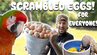 Feeding our Chickens Eggs to ALL THE ANIMALS ! by Tyler Nolan 40,783 views 2 months ago 17 minutes