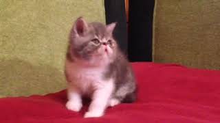 Экзотический короткошерстный котенок Экзотический короткошерстный котенок