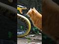 #shorts #shortvideo #viral