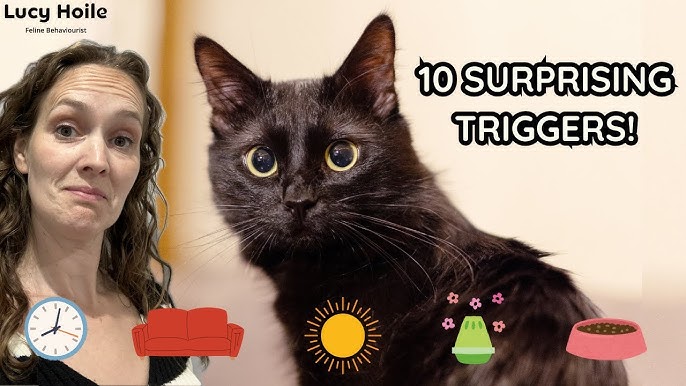 Does My Cat Need a Friend: Signs and Solutions for Happy Pets