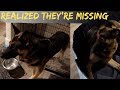 German Shepherd Just Realized Her Puppies Are Missing!