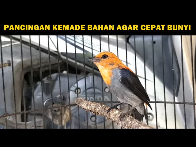 Suara Kemade jawa Pikat GACOR ‼️ Pancingan AMPUH buat mikat burung cabe jantan betina liaran di alam class=