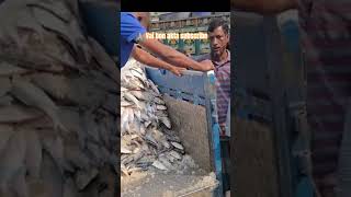 😱Padma River Ilish Fishing | Fresh Hilsa Fish Collection#Shorts