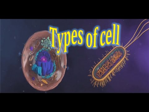 ቪዲዮ: የባክቴሪያ ሕዋስ eukaryotic ነው ወይስ ፕሮካርዮቲክ?