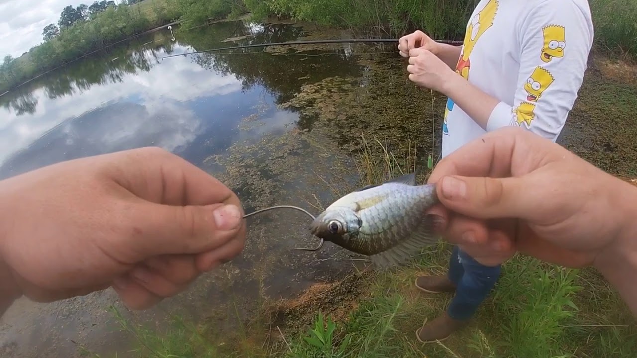 cattle pond fishing