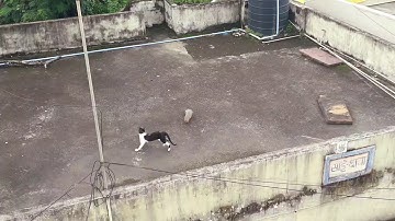 Mongoose VS Cat | Funny😂 | Mongoose | Cat |