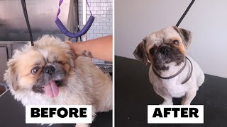 HOW TO CUT THE HAIR OF A LAZY PEKINGESE DOG | RURAL DOG GROOMING by Rural Dog Grooming 324 views 1 year ago 28 minutes