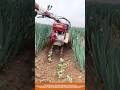 Precision Agricultural Machine: High-Efficiency Green Onion Ridging for Perfect Soil Shaping
