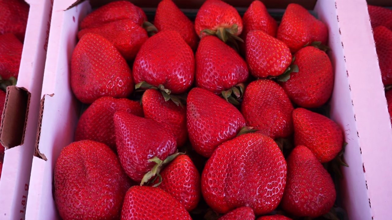 Santa Maria Strawberry Festival YouTube