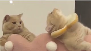 AWE Cute Animals - Cute Cat Life #1 Resimi