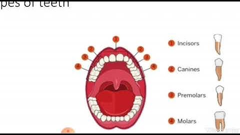 Grade 4   Science    ch 2   Human Body   Teeth    part 1