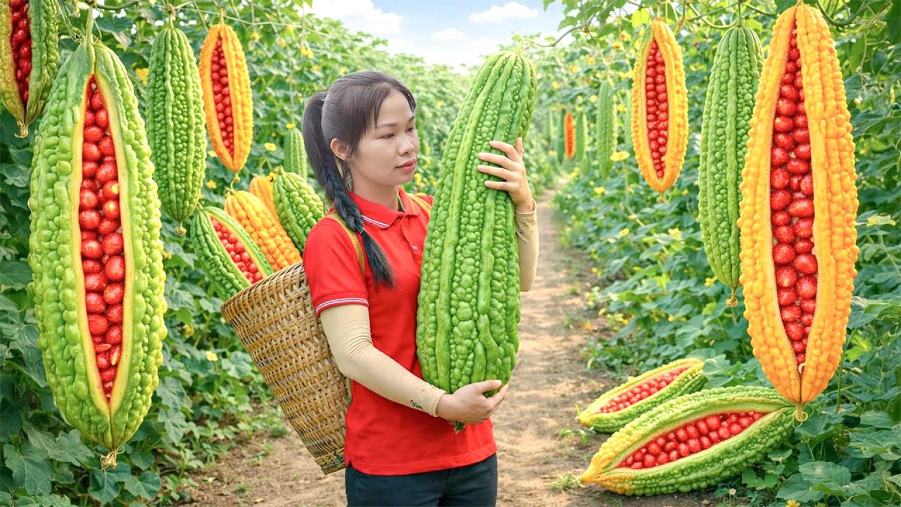 The Girl Picked Bitter Gourds And Took Them To The Local Market To Sell.