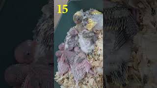 Как Растёт Птенец Волнистого Попугая От 1 До 32 Дня