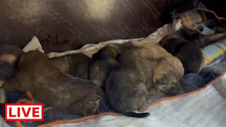 We fixed a warm place for the 6 puppies and the mother , they are 5 boys and one girl Takis Shelter