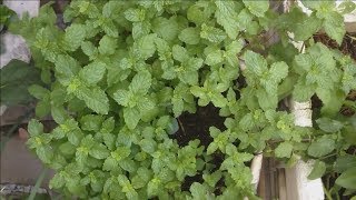 Vegetables and spices as medicinal herbs are grown at home