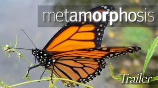 Watch Metamorphosis: The Design and Beauty of Butterflies Trailer