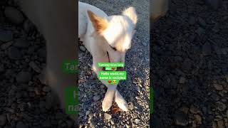 tamang relaxed lang!!! #love #shortvideo #dog #animals #doglover #pets #shorts