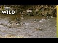 Zebra Cross Croc Infested Waters Nat Geo Wild Zebra Cross Croc Infested Waters Nat Geo Wild
