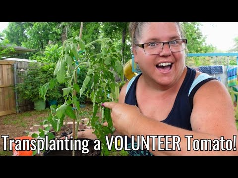 تصویری: آیا باید گوجه‌فرنگی‌های داوطلبانه‌ام را نگه دارم: حذف علف‌های هرز یا رشد گوجه‌فرنگی‌های داوطلبانه