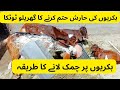 bakriyon ki harish hatum karne ka tarika |bakriyon ki kharish ka ilaj |bakriyon ki bimariyan