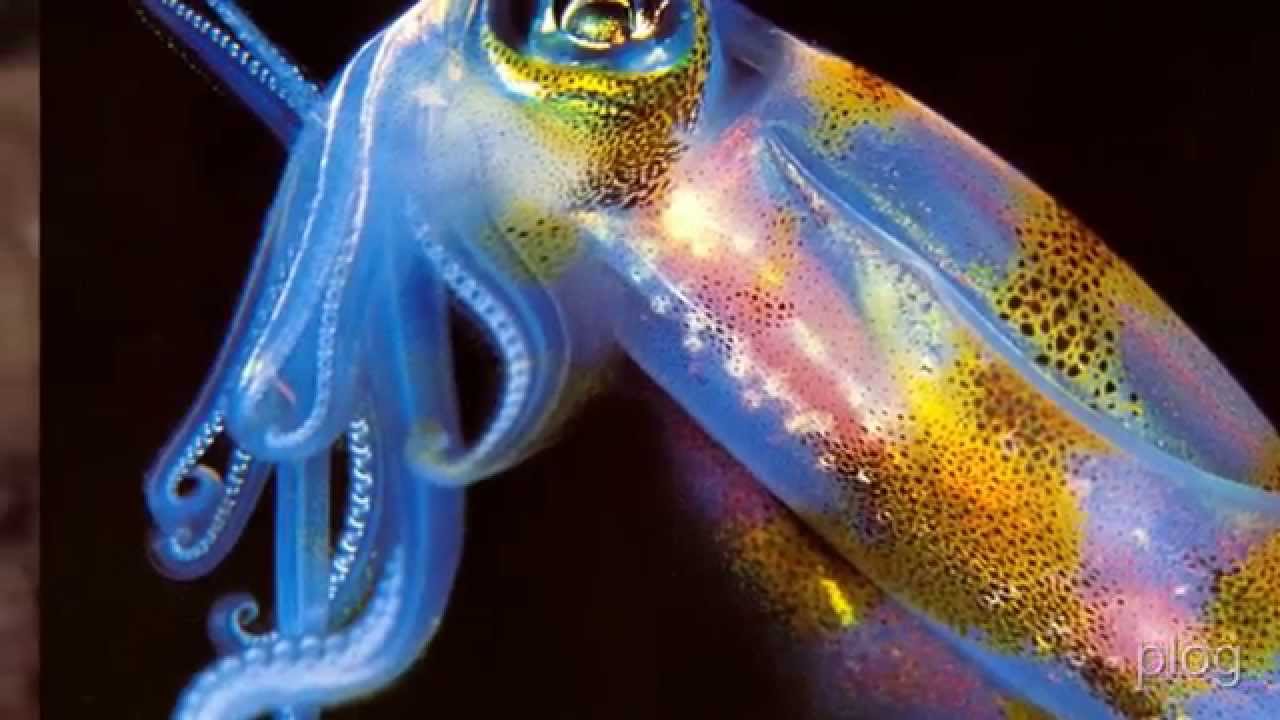 Cephalopod
