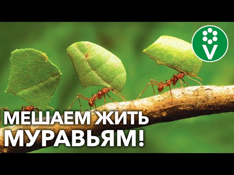 Видео: Борьба с муравьями на лужайке - советы по уничтожению муравьев на лужайке