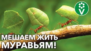 МУРАВЬИ НАДОЛГО УЙДУТ С УЧАСТКА! Убедительно просим насекомых «на выход»!