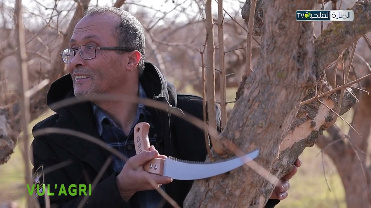 طريقة وموعد تقليم شجرة الرمان