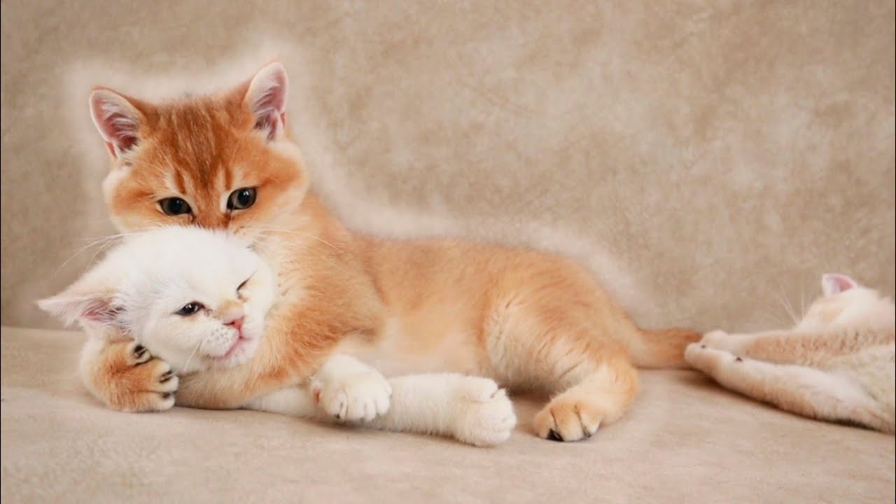 I Want To Bite You Funny Kittens YouTube
