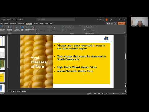 Video: Sweet Corn High Plains Disease: Pamamahala sa High Plains Virus ng Sweet Corn crops