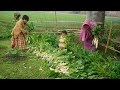 Village Food Low Cost Dinner Meal Radish Potato Sabji Recipe FARM FRESH RADISH FRY RECIPE Molo Sabzi