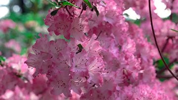 ١٤٠ / ماسلككم في سقر قالو لم نكن من المصلين /مقطع قران قصير تلاوة خاشعة من روائع عبدالباسط عبدالصمد