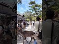 東大寺参道の鹿さん #奈良公園 #文化財 #旅行 #観光