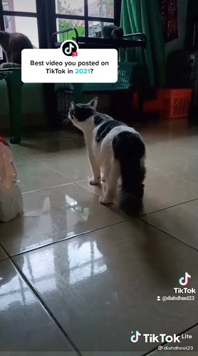 Virall.. Kucing bisa Ngomong Ayo sholat