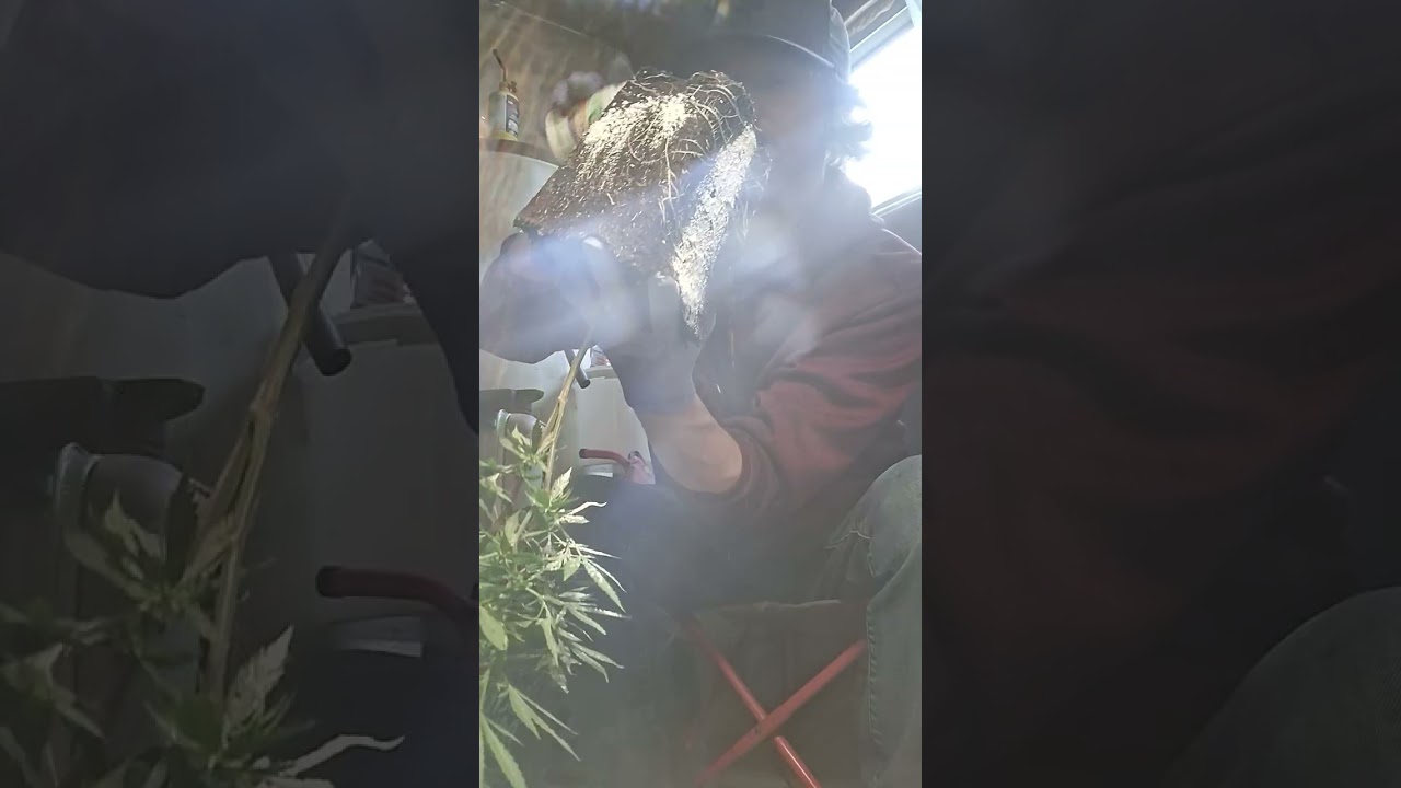 Transplanting tutorial | Getting to know Nug | Blueberry Sprinkles 