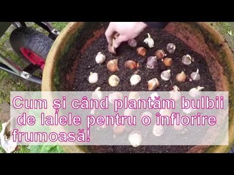Video: Cum să depozitați bulbii de lalele înainte de plantare?