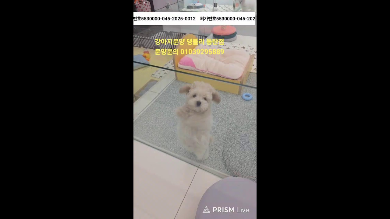 강아지분양 ♡댕블리♡ 동탄점 라이브 방송