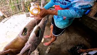 Letchon endong or moray eel ang sarap pala