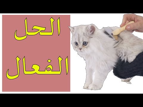 فيديو: هل تسقط قطط الأنجورا؟