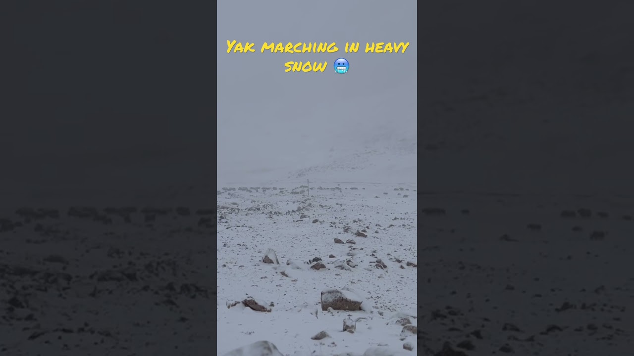 Yak marching in heavy snow ❄️ 🥶